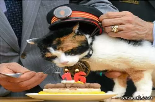 گربه رئیس ایستگاه قطار
