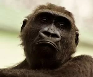 میمون های باهوشی که دوربین مخفی باغ وحش را پیدا کردند