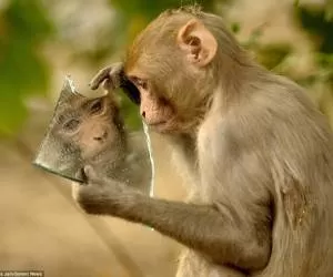 چهره جالب و تعجب آور میمون در آینه