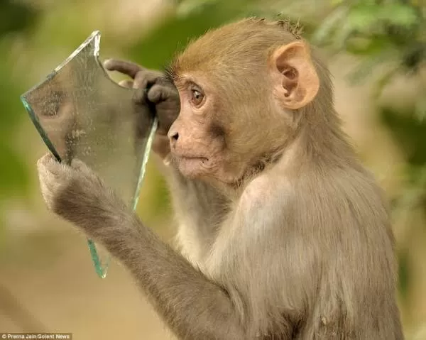 میمون در آینه