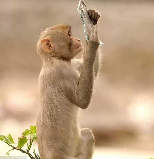 تصویر میمون در آینه