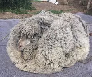 گوسفندی عجیب با ده ها کیلو پشم روی بدنش!+عکس