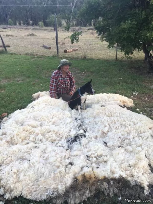 چیدن پشم گوسفند سنگین