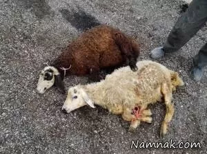 روش ذبح گوسفند به نیت شفای مریض