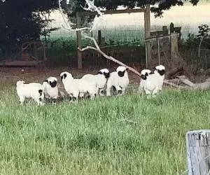 زیباترین گوسفندان جهان که شبیه به سگ های خانگی هستند