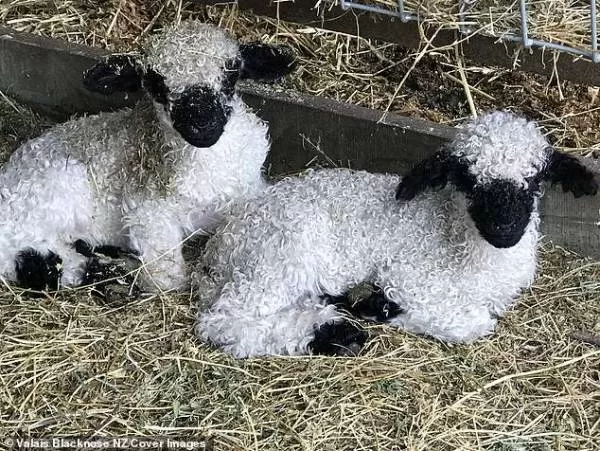 زیباترین گوسفندان در سوئیس