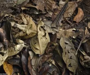تصاویر جالبی از استتار قورباغه در میان برگ ها