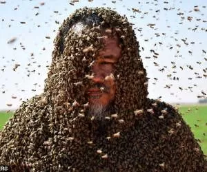 کسب رکورد جالب گینس با پوشش زنبورهای عسل