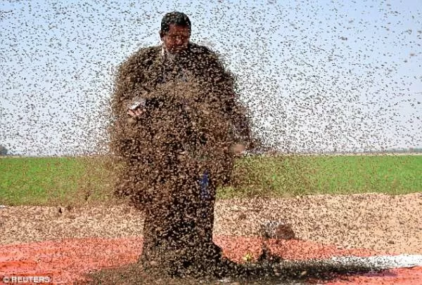 رکورد گینس زنبورهای عسل