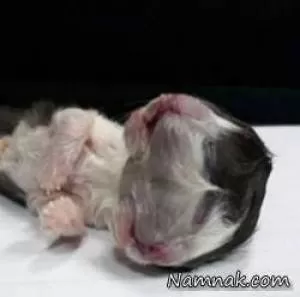 تولد بچه گربه ای با 2 صورت ترسناک + تصاویر