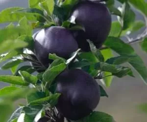 این سیب کم یاب سیاه ترین میوه دنیاست