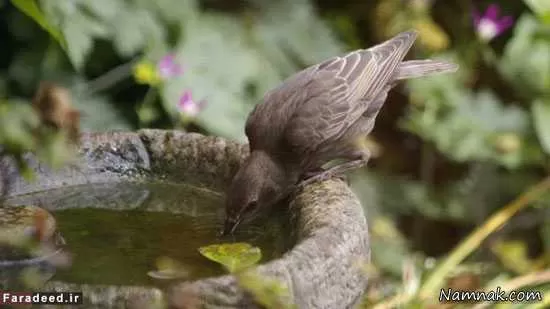 خودکشی پرندگان