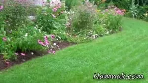 علف های زینتی جالب و  زیبا برای باغچه خانه