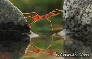 “مورچه ها” چگونه خانه می سازند؟