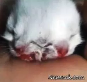 تولد بچه گربه عجیب دو سر با 3 چشم + تصاویر