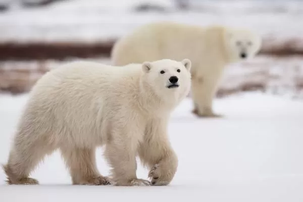 خرس های قطبی بزرگترین شکارچیان موجود در خشکی